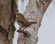 Red breasted flycatcher Meladia Chapel 140519.JPG