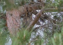 Long eared owl Kalloni 150519.JPG