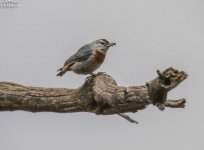 Krupers Nuthatch Achladeri 150519.JPG