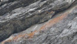 Wallcreeper and Nest.JPG