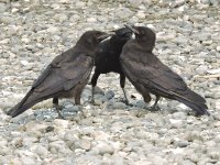 Three crows.jpg