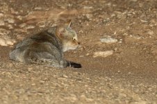 20190220 (26)_African_Wildcat.JPG