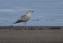 Caspian or Steppe Gull Tsiknias River mouth photo Craig Shaw 080519.JPG