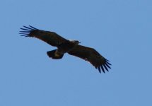 Lesser Spotted Eagle - Aquila pomarina Metochi 120519 image c Paul Barsby.JPG