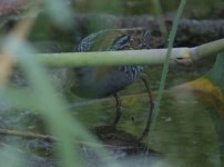 Ballion's Crake Metochi Lake 80519 image c Paul Barsby.JPG