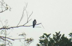 012B - Black Baza.jpg