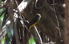 060 - Grey-headed Canary Flycatcher.JPG