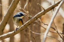 Red-Flanked Bluetail.jpg