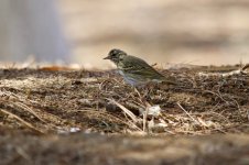 Olive-Backed Pipit.jpg