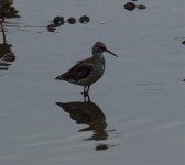 drak redshank.jpg