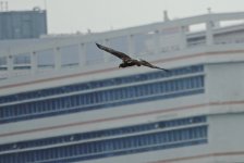 DSC04375 Eastern Marsh Harrier @ San Tin.jpg