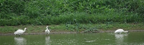 DSC04389 Black-faced Spoonbill @ San Tin.jpg