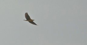 DSC04434 Great Bittern @ San Tin.jpg