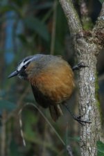 BC laughing thrush.jpg