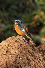 Blue capped rock thrush.jpg