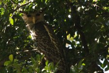 eagle owl.jpg