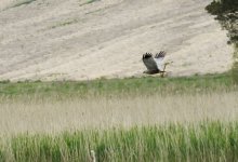 BF Marsh Harrier stick 250519S0291147.jpg