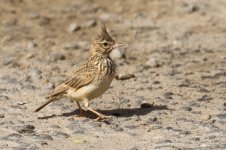 20190217 (4)_Crested_Lark.JPG