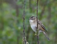 Sedge Warbler_250519a.jpg