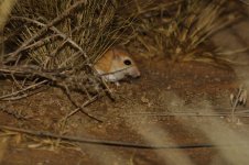 20190217 (9)_Lesser_Egyptian_Gerbil.JPG