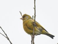 Greenfinch_Girdle Ness_250519a.jpg