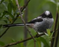 Long-tailed Tit_Girdle Ness_250519a.jpg