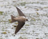 Sand Martin_Girdle Ness_250519a.jpg