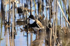 Red-kneed Dotterel au 2.jpg