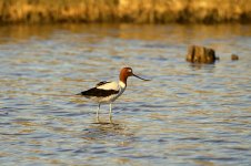 Red-necked Avocet au 1.jpg