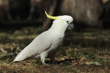 Sulphur-crested Cockatoo au 4.jpg