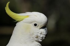 Sulphur-crested Cockatoo au 3.jpg