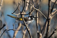 New Holland Honeyeater au 1.jpg