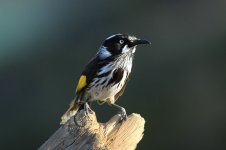 New Holland Honeyeater au 3.jpg