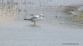 2019.03.23 Slender-billed Gull.JPG