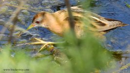 2019.03.23 Little Crake.JPG