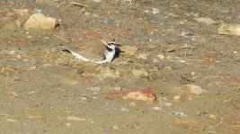 2019.03.23 Kentish Plover.JPG