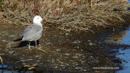 2019.03.23 Audoin's Gull.JPG