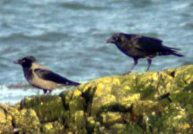 carrion crow carlingford lough web jan 06.jpg