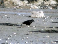 carrion crow hyb 4.jpg