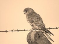 Kestrel DSCN9485 Sepia.jpg