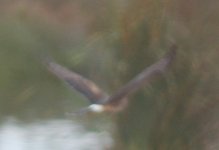 21218northern_harrier.jpg