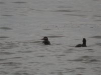 Velvet Scoters North Slobs Wexford 2A.JPG