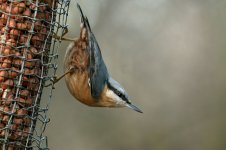 Nuthatch 0103.jpg