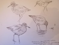 redshank.jpg