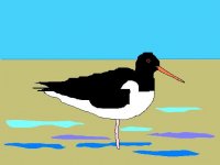 Oystercatcher.JPG