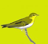 Wood Warbler2.JPG