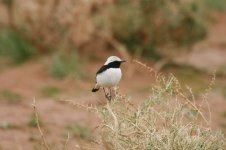 Mourning Wheatear 1.jpg