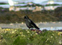 carrion crow hyb 6.jpg