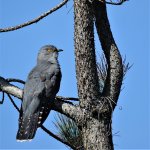 DSC05674ed40 Cuckoo.jpg