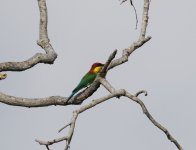 chestnut headed beeeater.JPG